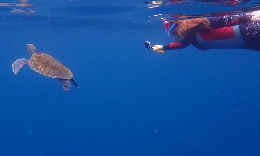 Image 9: Kayak con delfines y tortugas y esnórquel en Tenerife