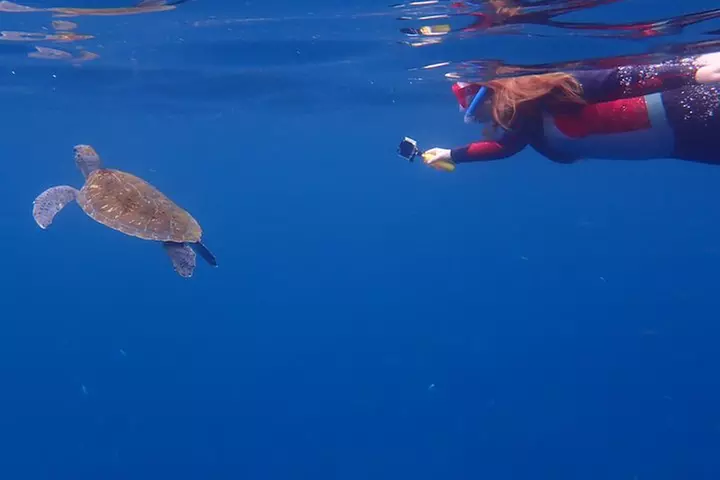 Tenerife : Tour en Kayak Tortuga & Delfines con Snorkel & Traje de ...