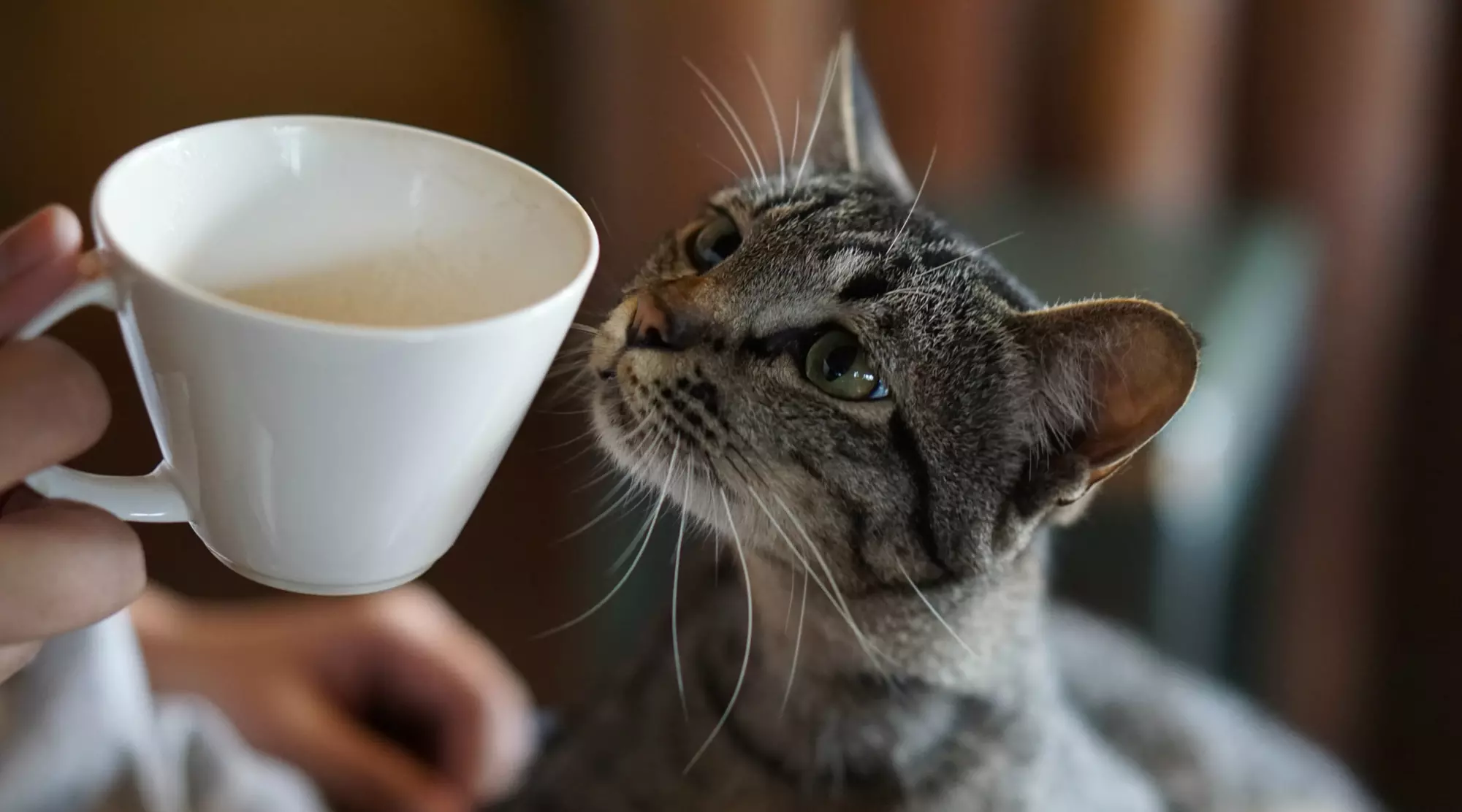 Brunch Special at a Cat Cafe in New York - Primary Image
