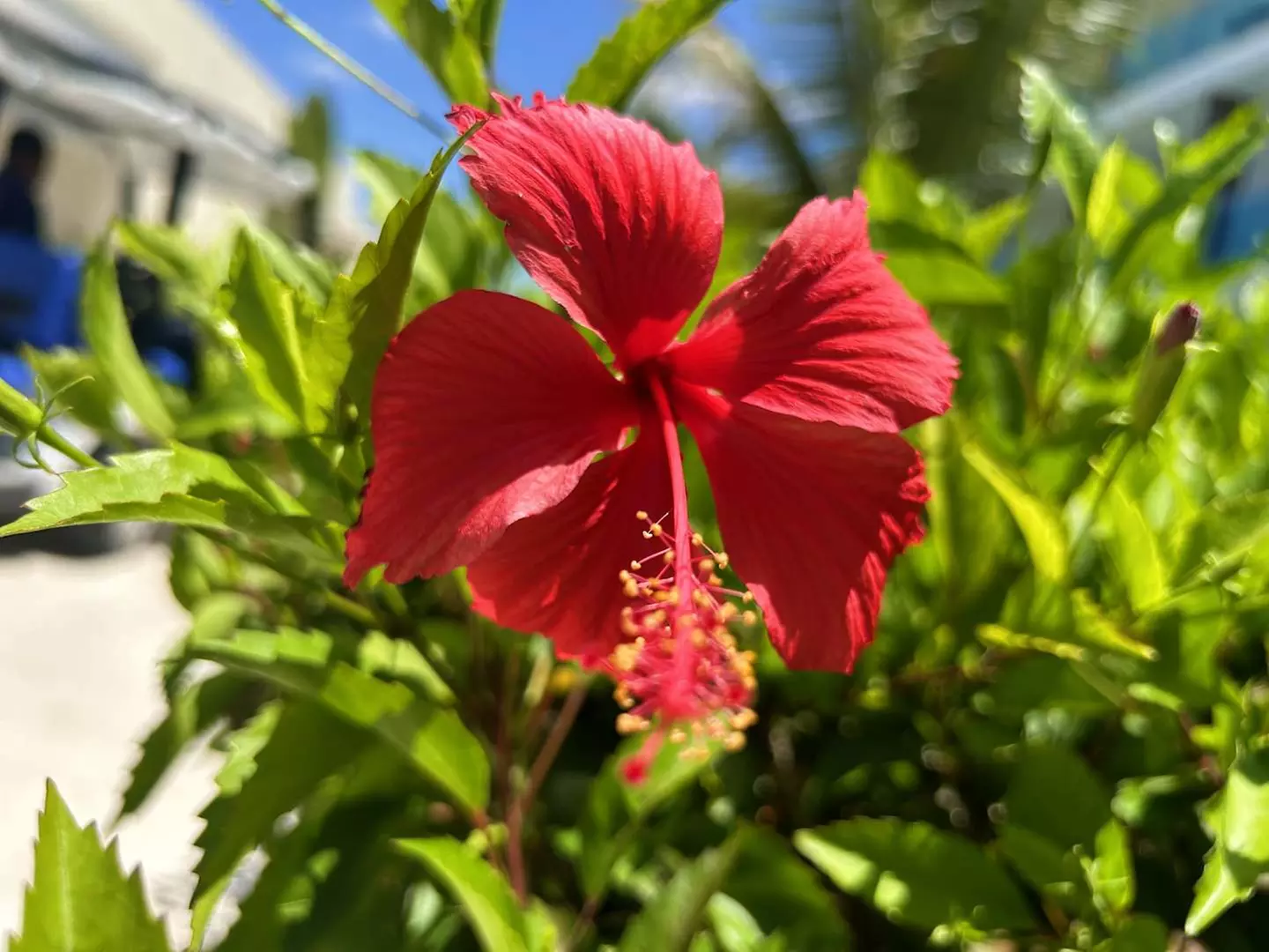 ✈ DOMINIKANISCHE REPUBLIK | Punta Cana - Das Wichtigste über die Do...