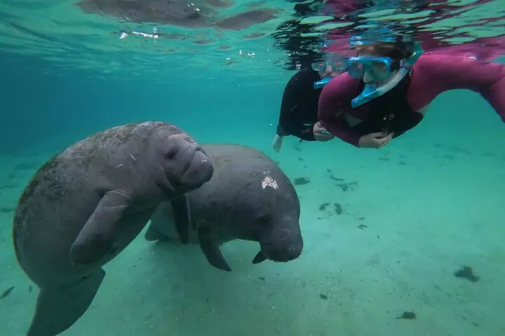All Inclusive Private Manatee Swim - Primary Image
