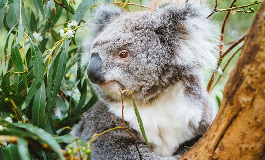 Image 5: Puffing Billy Steam Train Rainforest Tour and Yarra Valley Treats