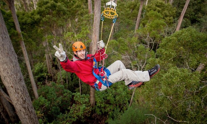 Image 6: Launceston Hollybank Tree Ropes Experience