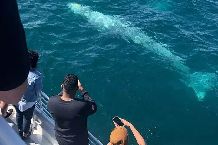 West Harbor LA Whale and Dolphin Watching Cruise