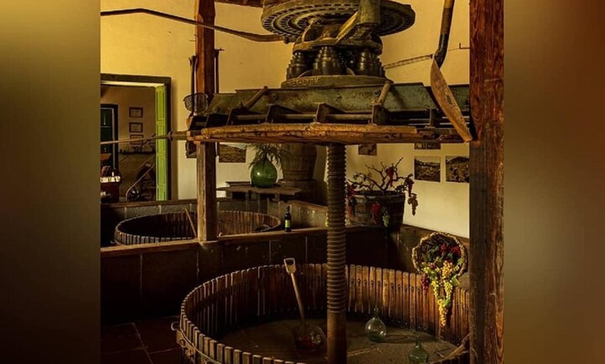 Image 9: Visita a la Bodega, Museo del Vino y Cata en Gran Canaria