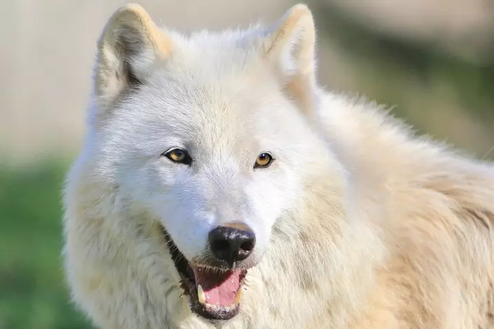 Wolf Experience
