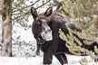 Yellowstone Winter Day Adventure - Second Medium