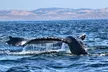 Whale Watching Adventure in Morro Bay - Second Medium