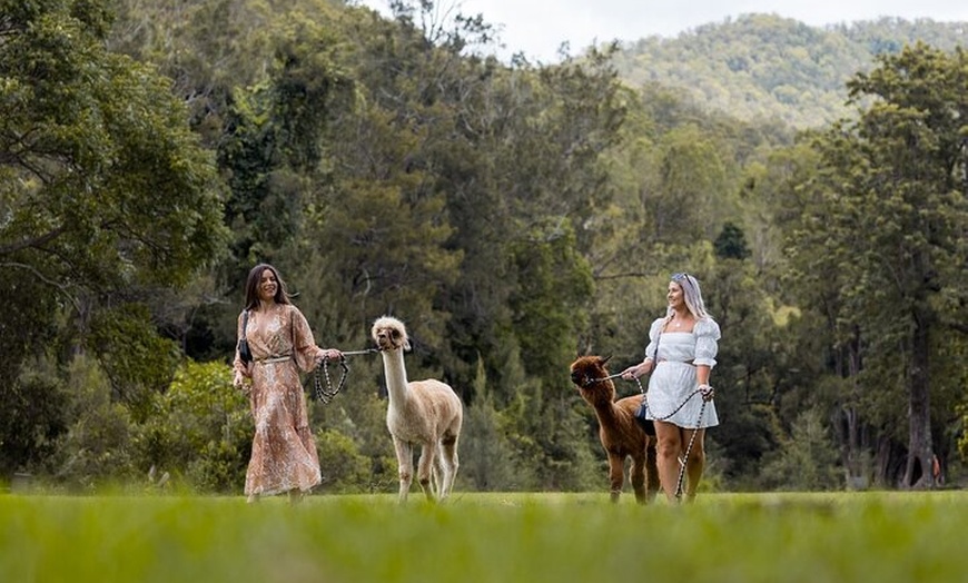 Image 5: Lamington Day Tour O'Reilly's Treetop, Wildlife and Wine Tasting