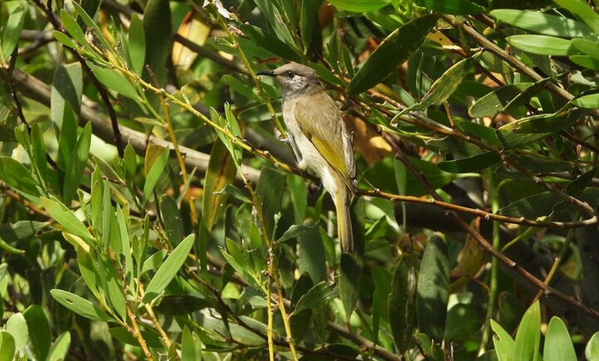 Image 29: Sydney Guided Wildlife Walk Explore Birds and Nature