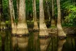 Congaree National Park Self Guided Audio Walking Tour - Second Medium