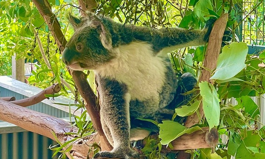 Image 2: Blue Mountains Sydney Zoo koalas & kangaroos Small Group Tour