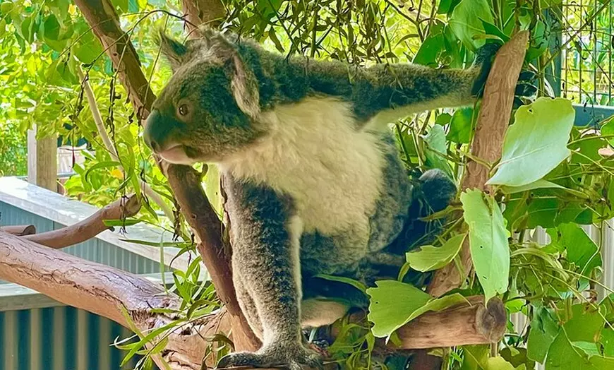 Image 2: Blue Mountains & Sydney Zoo Day Tour