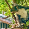 Image 2: Blue Mountains Sydney Zoo koalas & kangaroos Small Group Tour