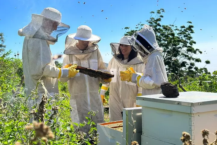 Honey Bee Adventure at the Maui Honey Bee Sanctuary