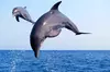 Private Dolphin Watch and Sunset Boat Tour Port Aransas Texas