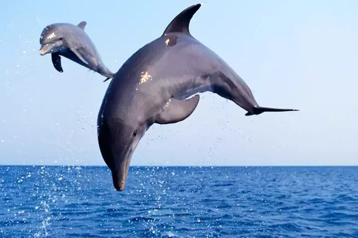 Private Dolphin Watch and Sunset Boat Tour Port Aransas Texas - Primary Image