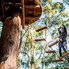 Image 3: Treetops Adventure Coffs Harbour Tree Ropes Course