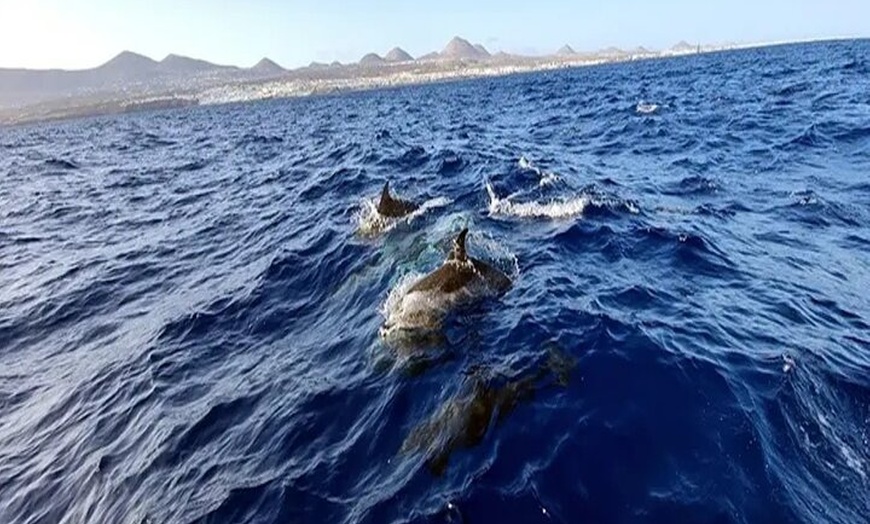 Image 14: Avistamiento de Delfines y Baño en Playa de Papagayo Lanzarote