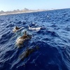 Image 14: Avistamiento de Delfines y Baño en Playa de Papagayo Lanzarote