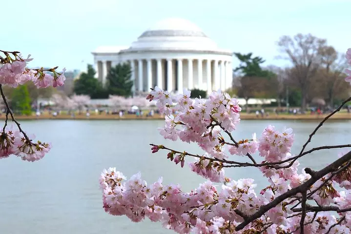 Cherry Blossoms & Monuments Tour with 10+ Stops and Boat Cruise
