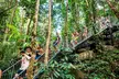 Fun, Falls and Forests Day Trip from Cairns - Image 6