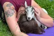 Goat Yoga Experience in Asheville - Second Medium
