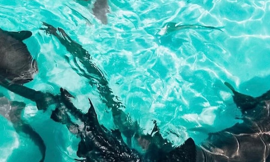 Image 10: Ultimate Exuma Cays Experience: Full-Day Group Tour from Nassau