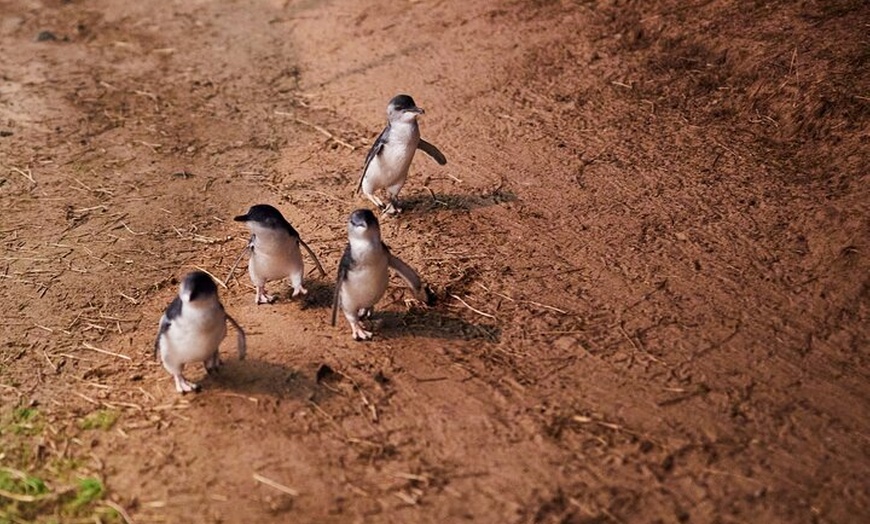 Image 9: Melbourne: Penguin Parade , Koala & Brighton Bathing Boxes