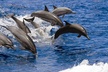 West Oahu Deluxe Whale Watching Sail - Second Medium