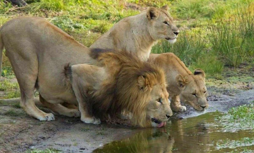 Image 7: ✈ AFRIQUE DU SUD | De Cap Town à Johannesburg - Acacia Afrique du S...