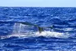 Kona Hawaii Fishing/Snorkel Large Group Private Charter on OE II - Second Medium