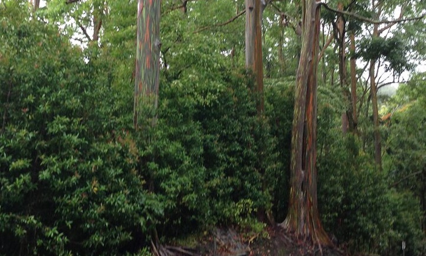 Image 2: Halfway to Hana Sightseeing Adventure