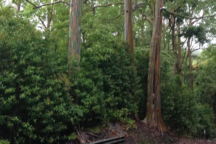 Halfway to Hana Sightseeing Adventure