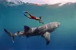 Swim with Whale Shark from Cancun - Second Medium