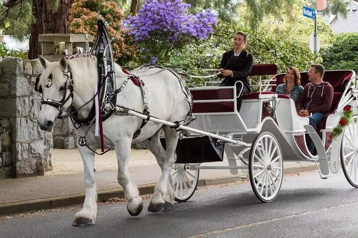 Horse Carriage Romantic Ride (VIP-Private) in Central Park 1964