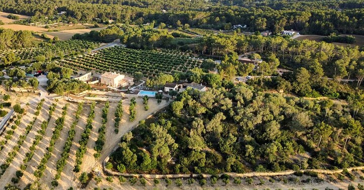 Cata de aceite y vino, tour al olivar y snack en Palma de Mallorca