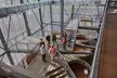 Buffalo Trace, Bulleit Distilling and Rabbit Hole Bourbon Tour - Second Medium