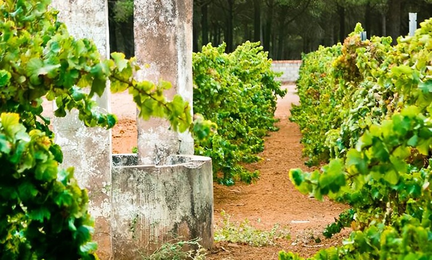 Image 8: Visita a Bodega en Chiclana de la Frontera: Cata de Vinos y Tapas
