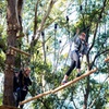 Image 2: Treetops Adventure Coffs Harbour Tree Ropes Course