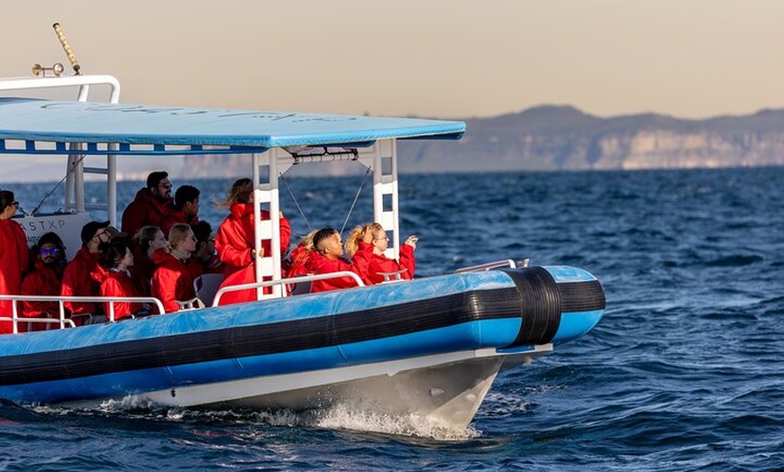 Image 10: Humpback Whale Encounter Tour from Newcastle