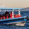 Image 10: Humpback Whale Encounter Tour from Newcastle