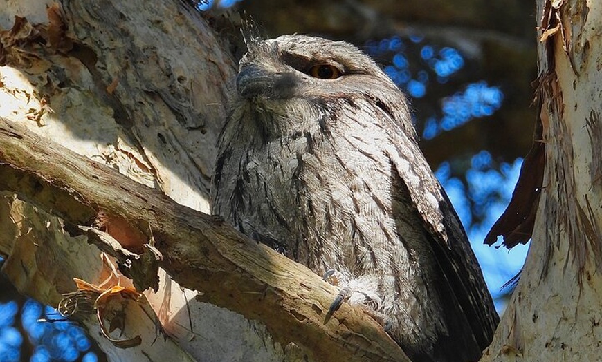 Image 5: Sydney Guided Wildlife Walk Explore Birds and Nature