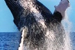 Oahu Whale Watching Excursion - Second Medium