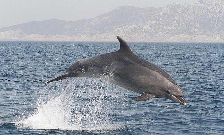 Image 2: Avistamiento de Delfines en Gibraltar desde la Costa Cádiz