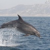 Image 2: Avistamiento de Delfines en Gibraltar desde la Costa Cádiz