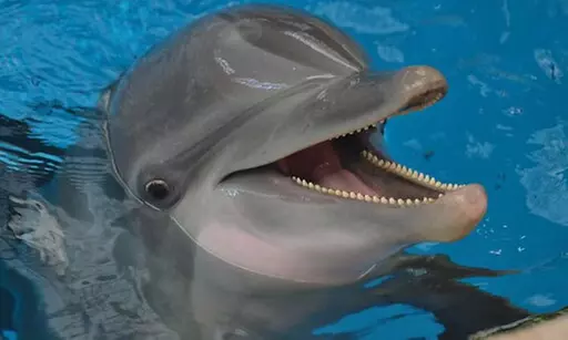 $89.99 For A Dolphin Encounter (Reg. $179.99) - Primary Image