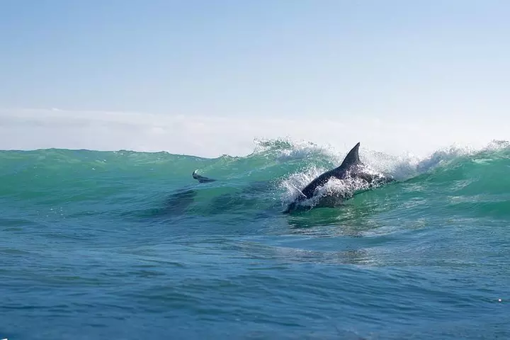 Private Tangalooma Wrecks Tour