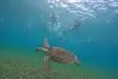 Culebra All-Inclusive Boat Adventure with Transport from San Juan - Second Medium