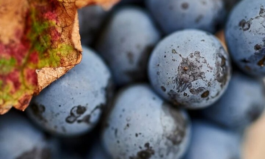Image 7: Pinnacles and Swan Valley Day Tour